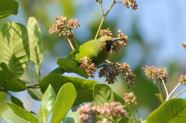 Blue-winged Leafbird