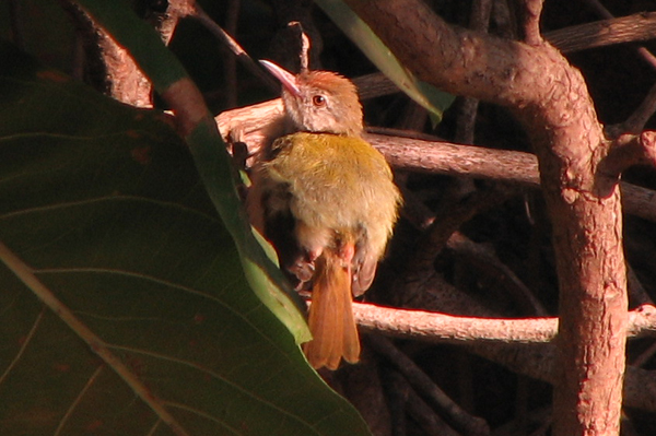 Common Tailorbird