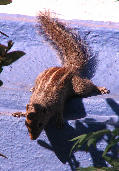 Photo of Three-striped Palm Squirrel