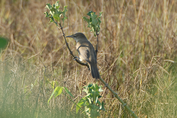 Clamorous Reed Warbler