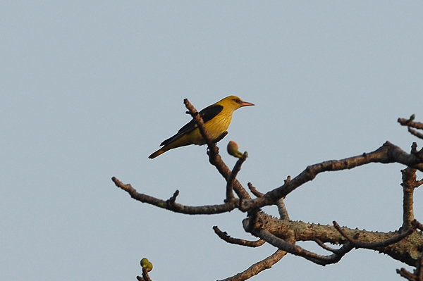 Golden Oriole