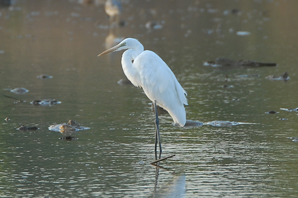 Great White Egret