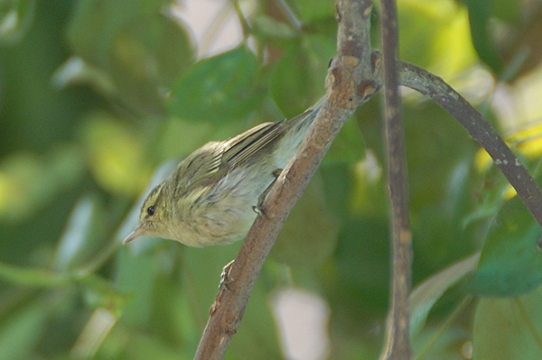 Greenish Warbler