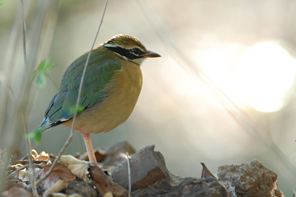 Indian Pitta