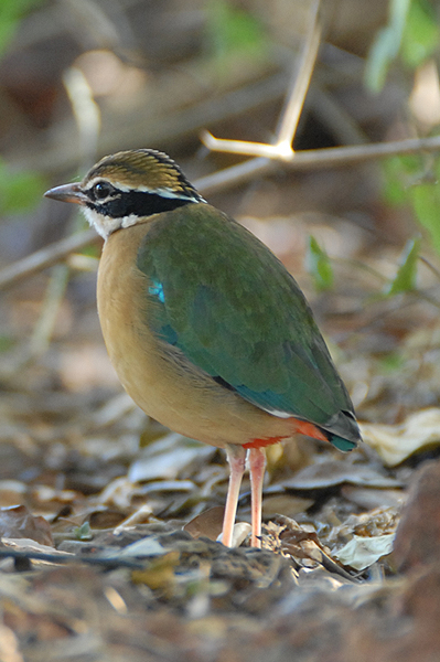 Indian Pitta