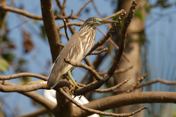 Indian Pond Heron (Pond Heron, Paddybird)