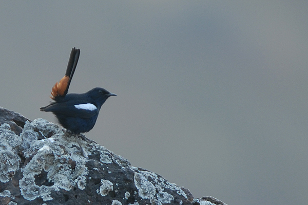 Indian Robin