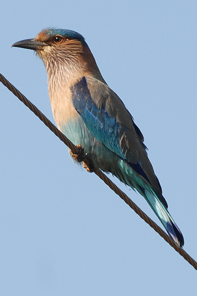 Indian Roller