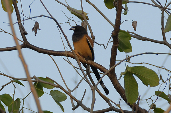 Indian Treepie