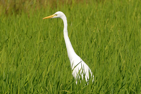 Intermediate Egret