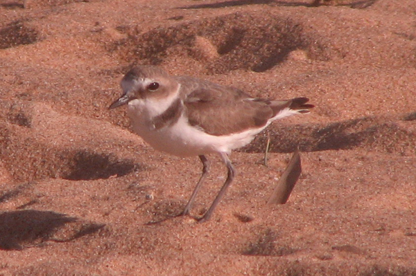 Kentish Plover