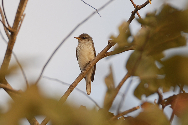 Large Cuckoo-shrike