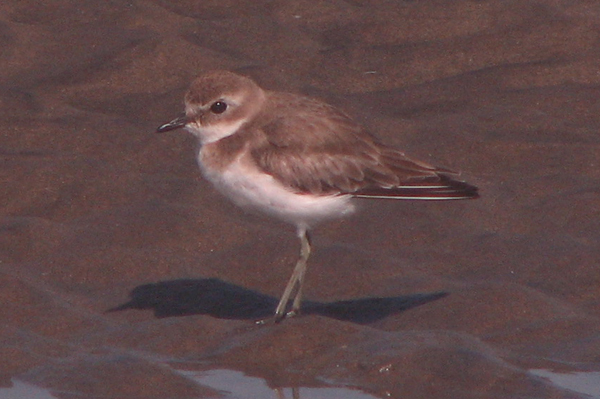 Lesser Sandplover