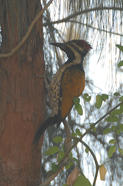 Lesser Golden-backed Woodpecker