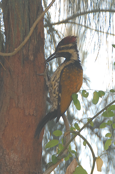 Lesser Golden-backed Woodpecker