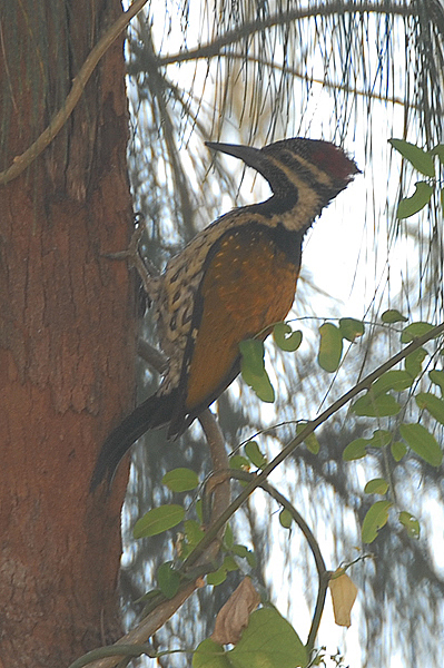 Lesser Golden-backed Woodpecker