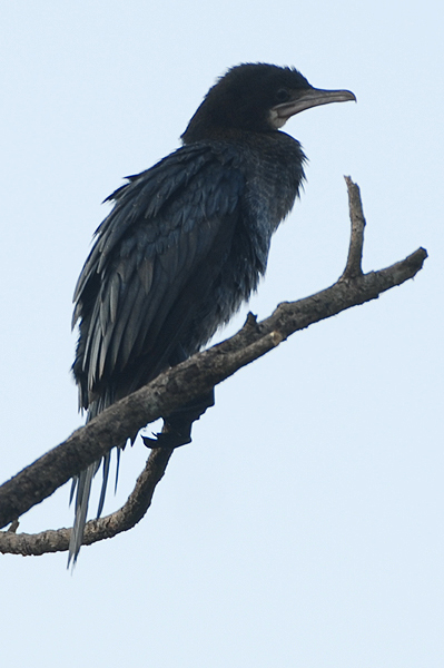 Little Cormorant