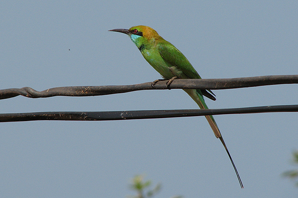 Little Green Bee-eater