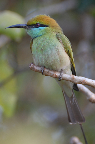 Little Green Bee-eater