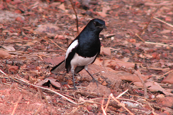 Photo of Oriental Magpie Robin