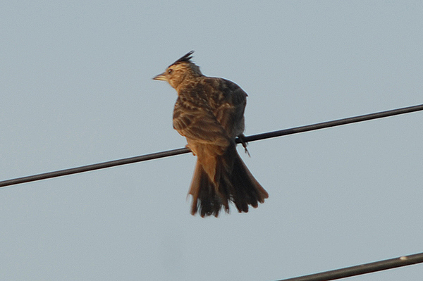 Malabar Crested Lark