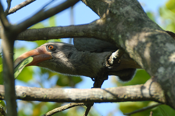 Malabar Grey Hornbill