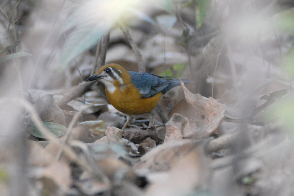 Orange-headed Thrush (White-throated Ground Thrush)