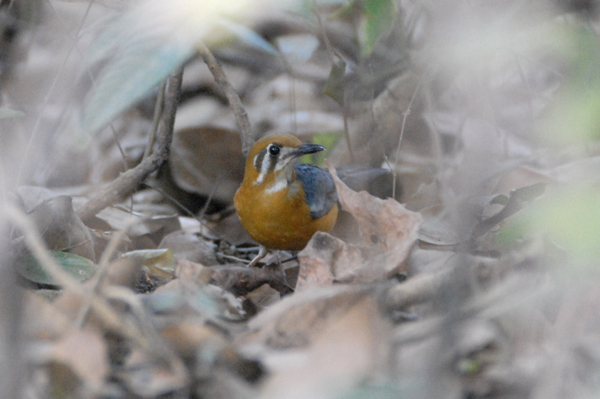 Orange-headed Thrush (White-throated Ground Thrush)