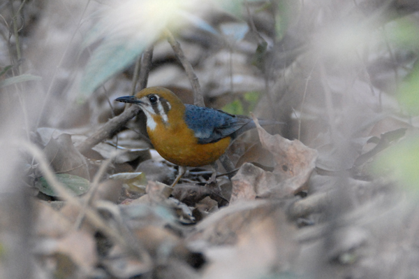 Orange-headed Thrush (White-throated Ground Thrush)