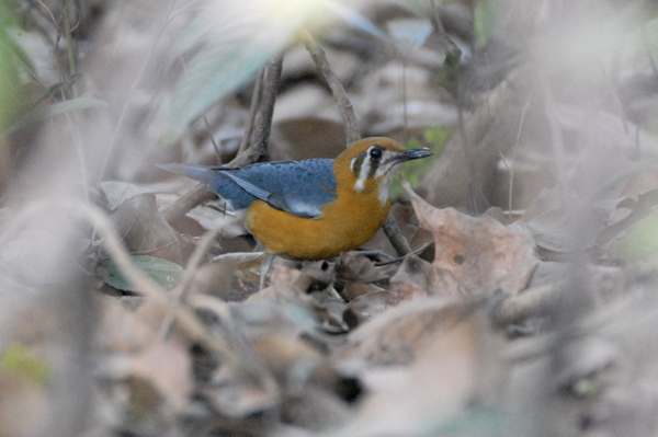 Orange-headed Thrush (White-throated Ground Thrush)