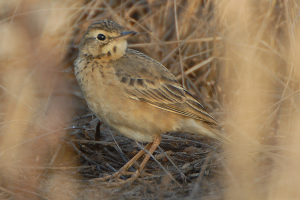 Paddyfield Pipit