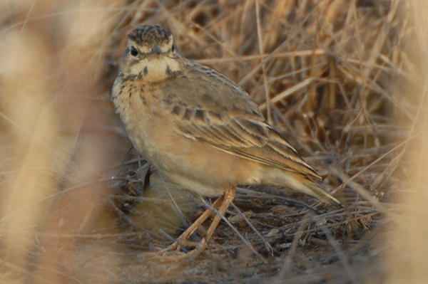 Paddyfield Pipit