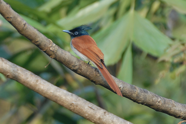 Asian Paradise Flycatcher