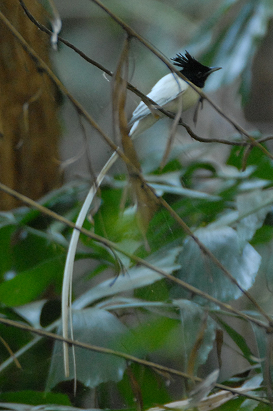 Asian Paradise Flycatcher