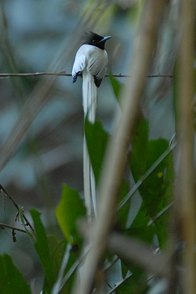 Asian Paradise Flycatcher