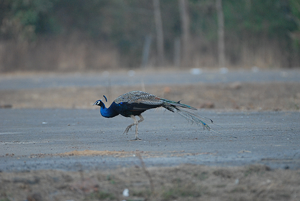 Peacock