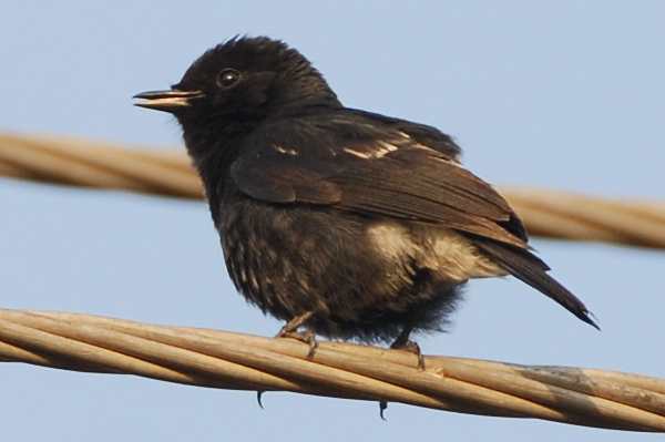 Pied Bushchat