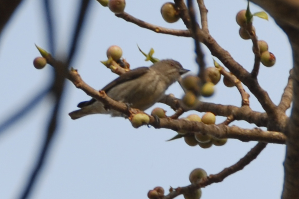 Plain Flowerpecker