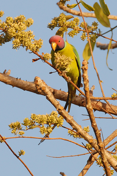 Plum-headed Parakeet