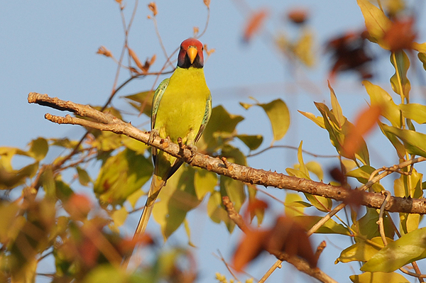 Plum-headed Parakeet