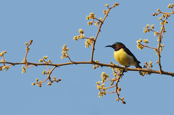 Purple-rumped Sunbird