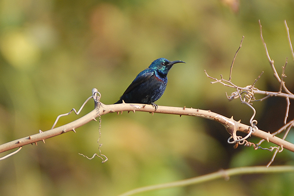 Purple Sunbird