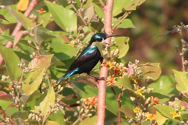 Purple Sunbird