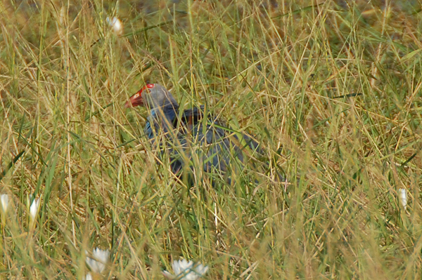 Purple Swamphen