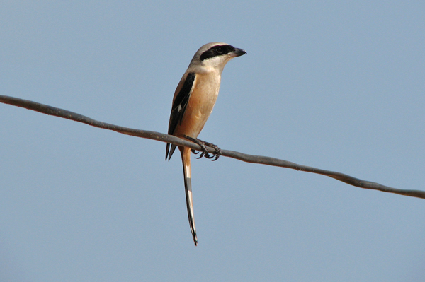 Long-tailed Shrike