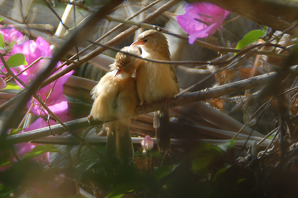 Rufous-bellied Babbler