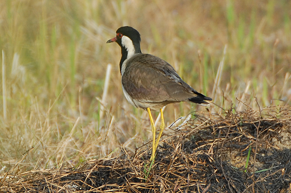 Red-wattled Lapwing