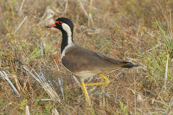 Red-wattled Lapwing