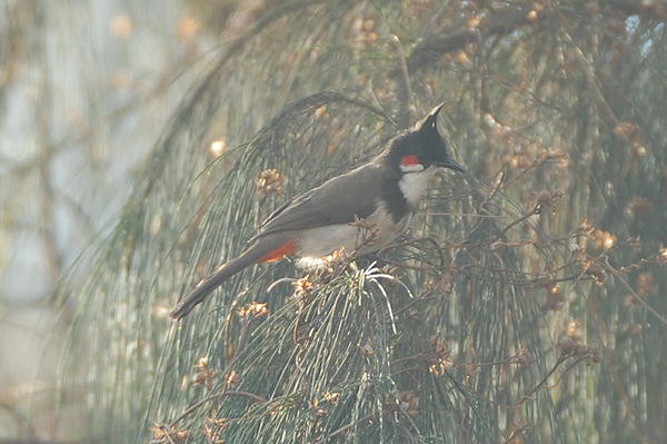 Red-whiskered Bulbul