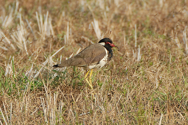 Red-wattled Lapwing